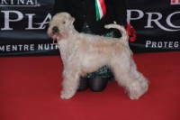 /album/galleria-foto-il-nostro-allevamento-/biula-jpg1/